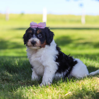 Robin - Available 6/18