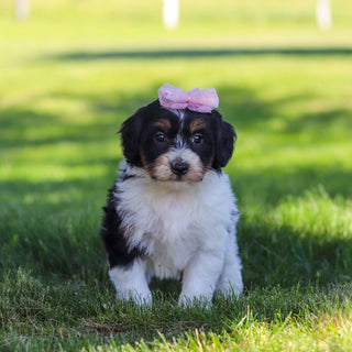 Robin - Available 6/18