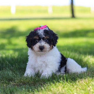 Raine - Available 6/18