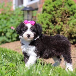 Aggie - Available 6/18