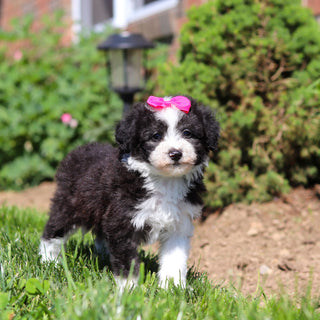 Aggie - Available 6/18