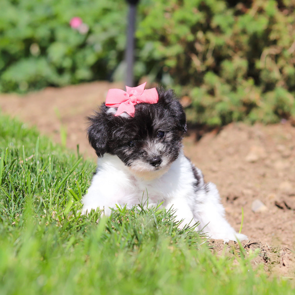 Alma - Available 6/18
