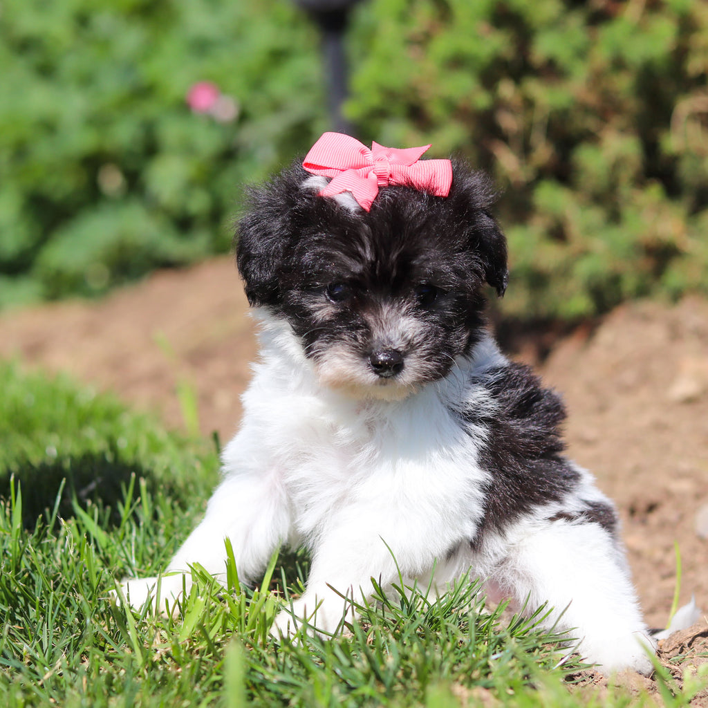 Alma - Available 6/18