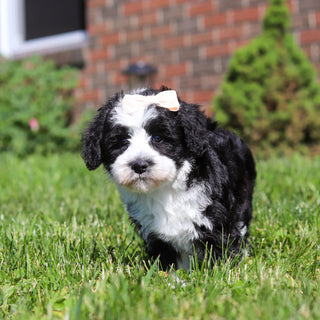 Avery - Available 6/18