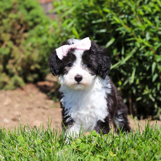 Aurora - Available 6/18