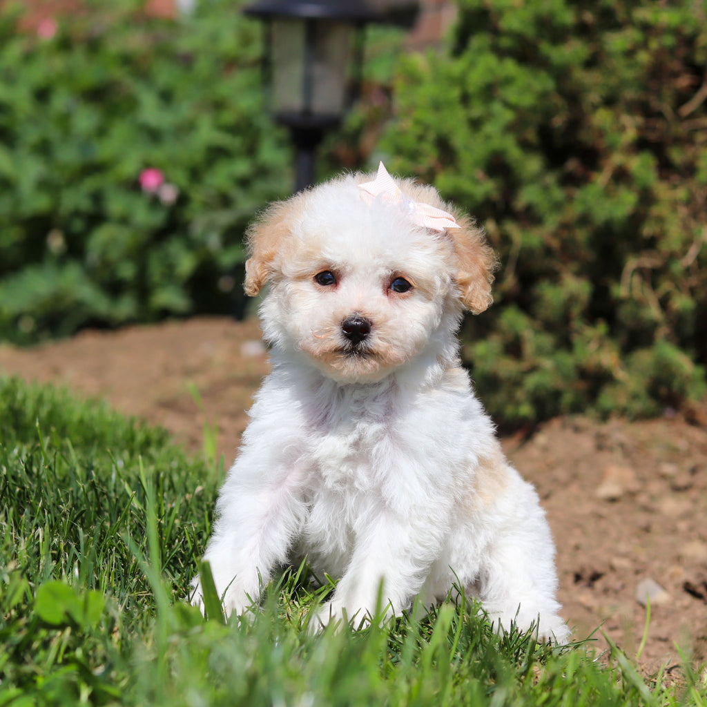 Alice - Available 6/18