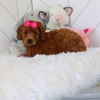 Lorraine - Available 7/2