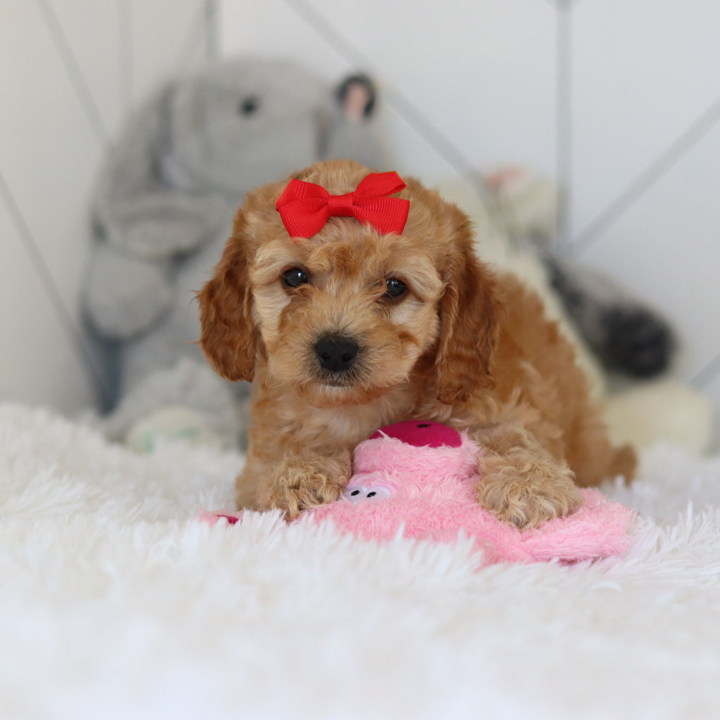 Lucia - Available 7/2