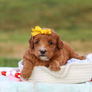 Millie - Available 9/3