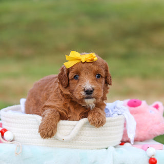 Millie - Available 9/3