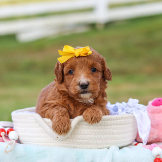 Millie - Available 9/3