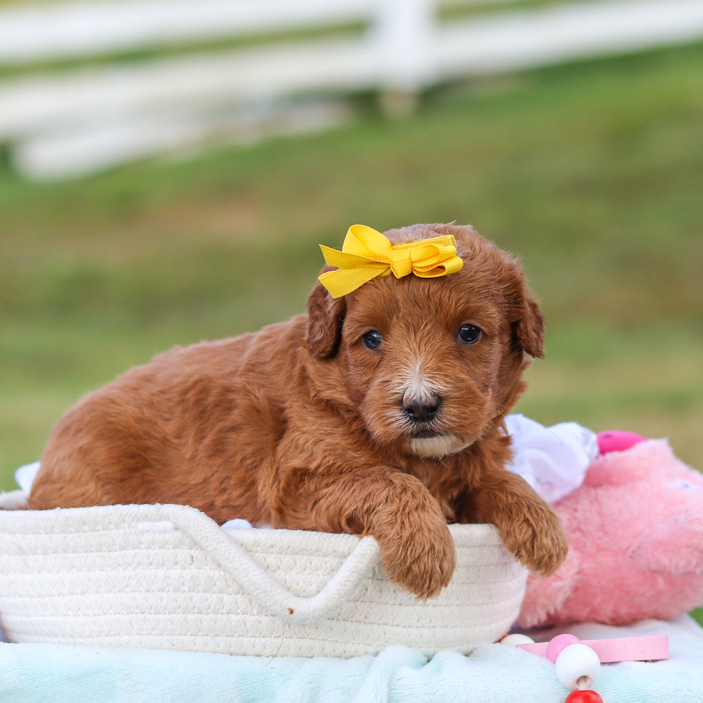 Millie - Available 9/3