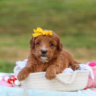 Millie - Available 9/3