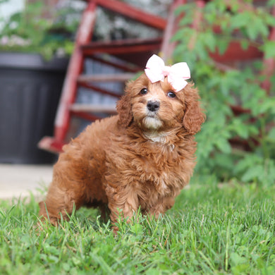 Millie - Available 9/3