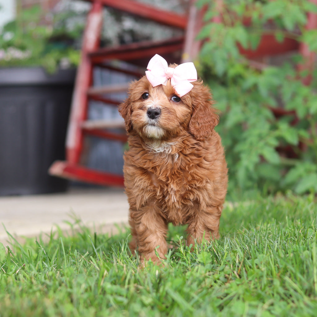 Millie - Available 9/3