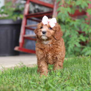 Millie - Available 9/3