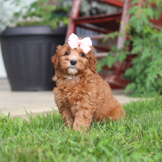 Millie - Available 9/3