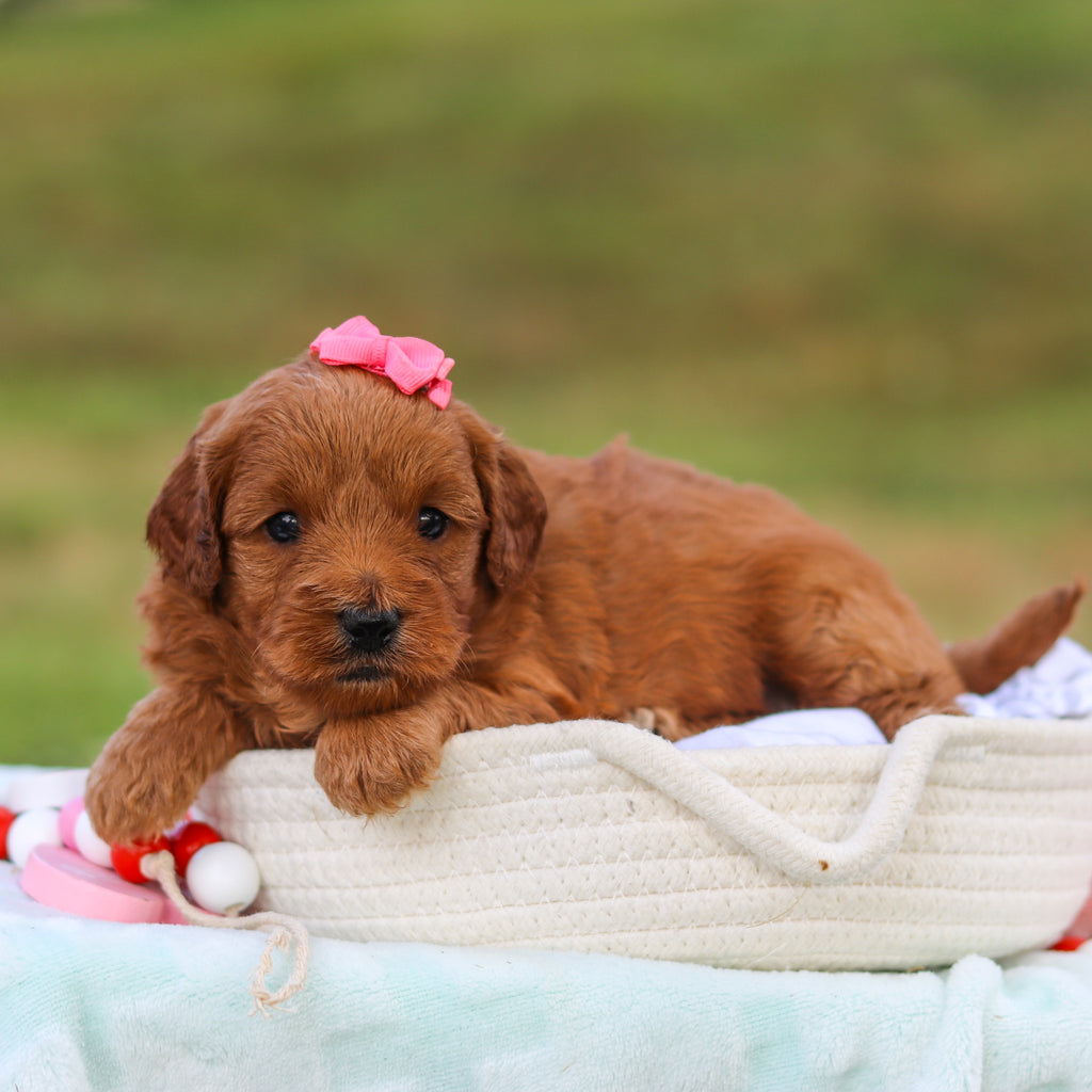 Marsha - Available 9/3