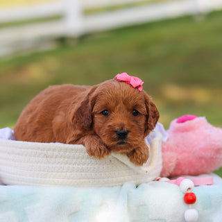 Marsha - Available 9/3