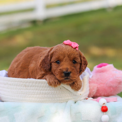 Marsha - Available 9/3