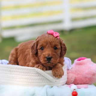 Marsha - Available 9/3