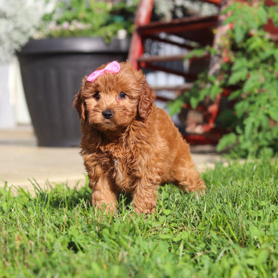 Marsha - Available 9/3