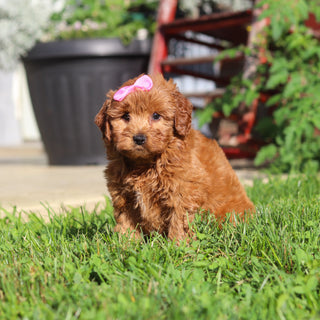 Marsha - Available 9/3