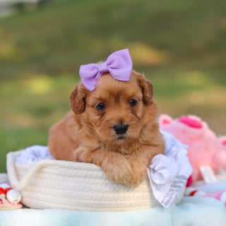 Margaret - Available 9/3