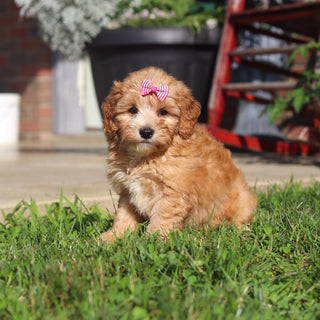 Margaret - Available 9/3