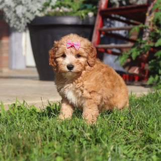 Margaret - Available 9/3