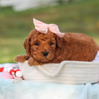 Maple - Available 9/3