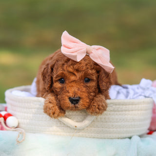 Maple - Available 9/3
