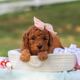 Maple - Available 9/3