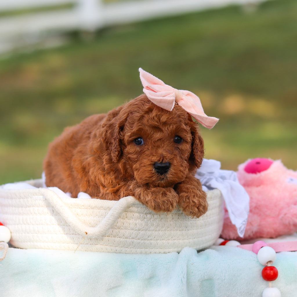 Maple - Available 9/3