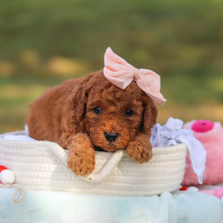Maple - Available 9/3