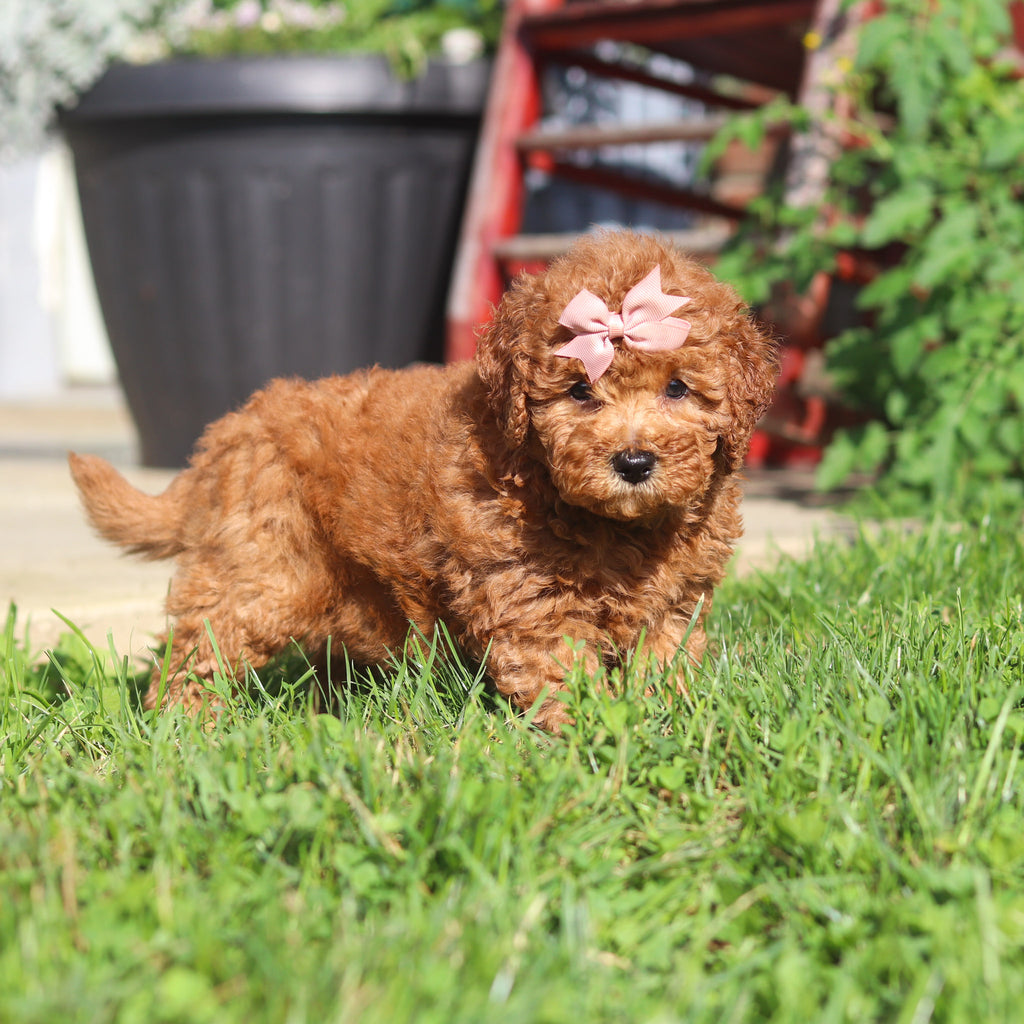 Maple - Available 9/3