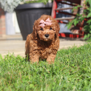 Maple - Available 9/3