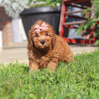 Maple - Available 9/3