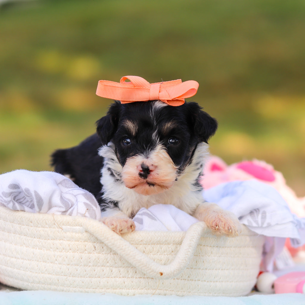 Dakota - Available 9/3