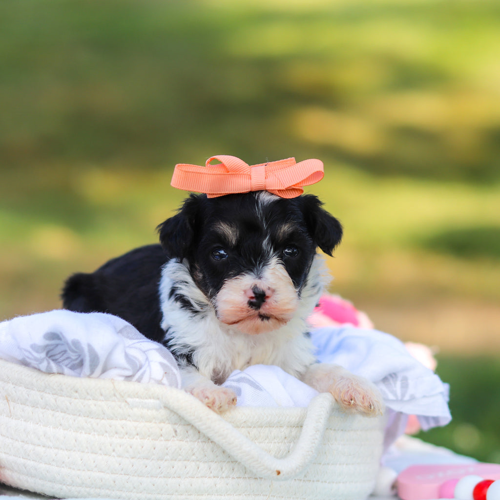 Dakota - Available 9/3