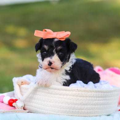 Dakota - Available 9/3