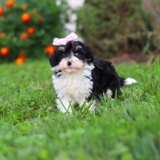 Dakota - Available 9/3