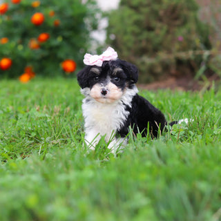 Dakota - Available 9/3