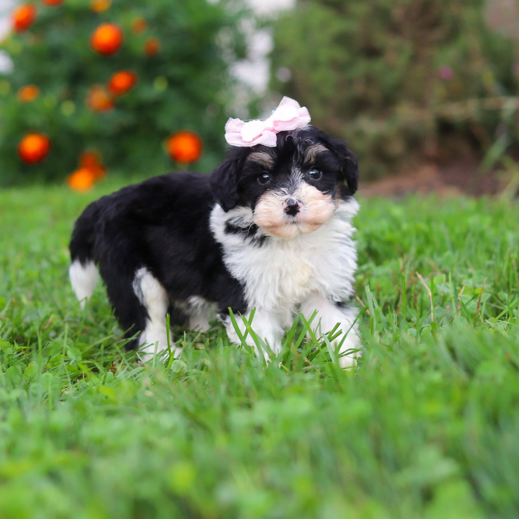 Dakota - Available 9/3