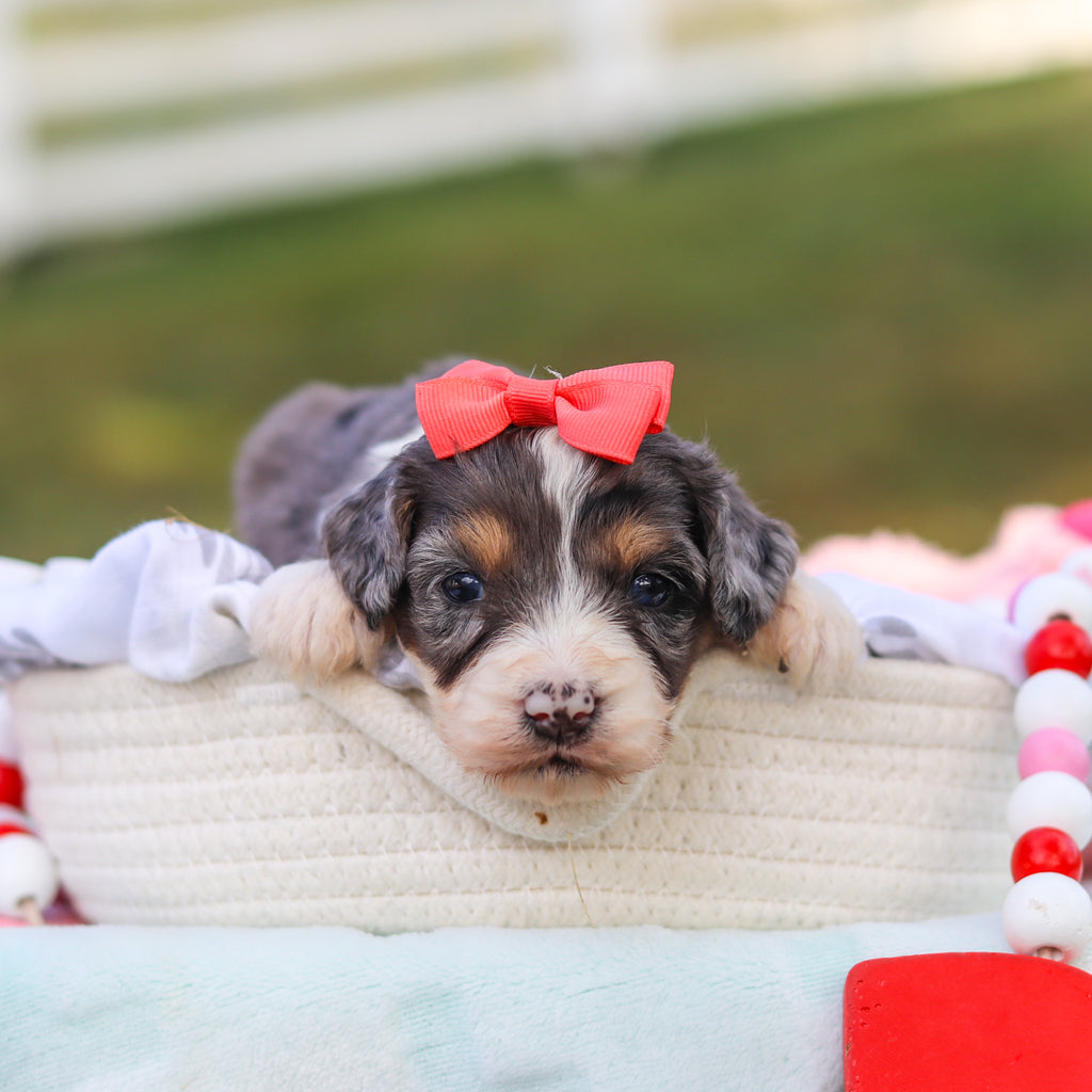 Della - Available 9/3