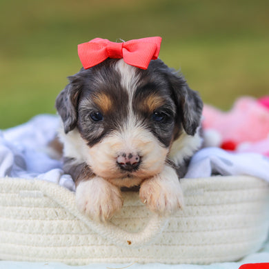 Della - Available 9/3