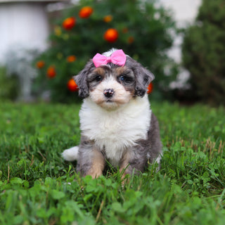 Della - Available 9/3