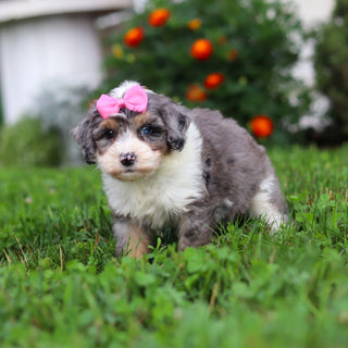 Della - Available 9/3