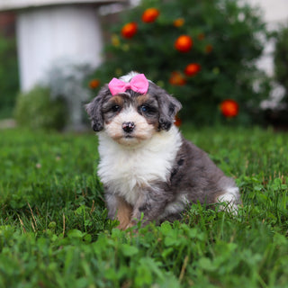 Della - Available 9/3