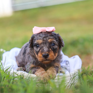 Dina - Available 9/3